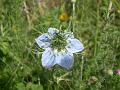 nigella damascena